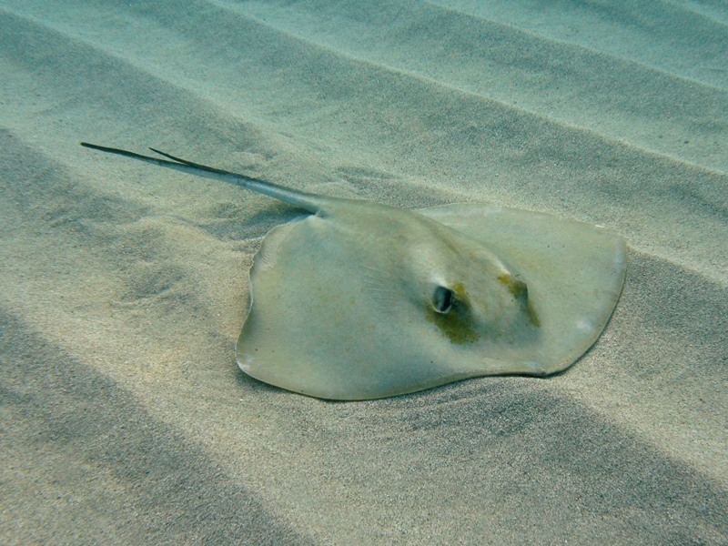Dasyatis pastinaca (Linnaeus, 1758)